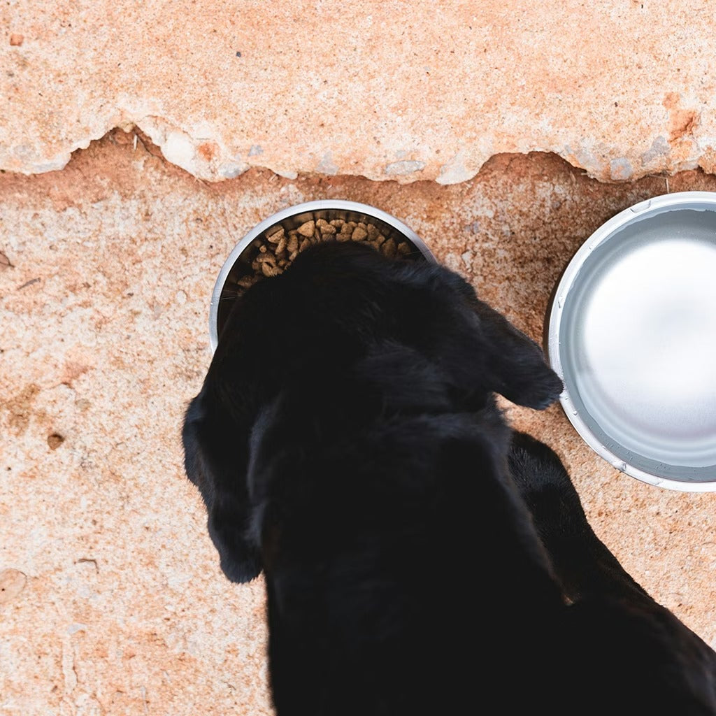 Dog Bowl